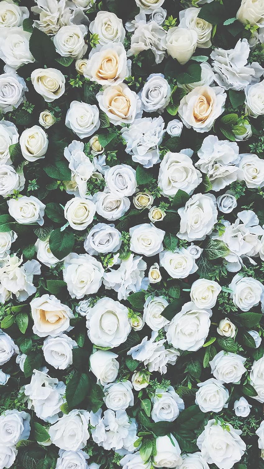 Beautiful Roses Background For iPhone, White Rose Aesthetic HD ...