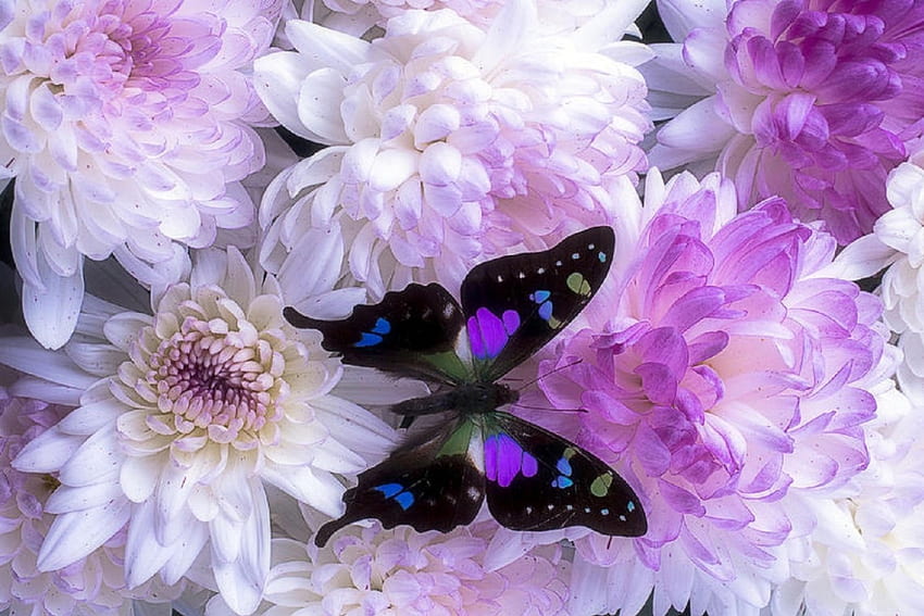 ✿⊱•╮Sweet Mums╭•⊰✿, цветове, прекрасен натюрморт, майки, лято, лилаво, любов четири сезона, пеперуда, дизайни на пеперуди, природа, цветя HD тапет