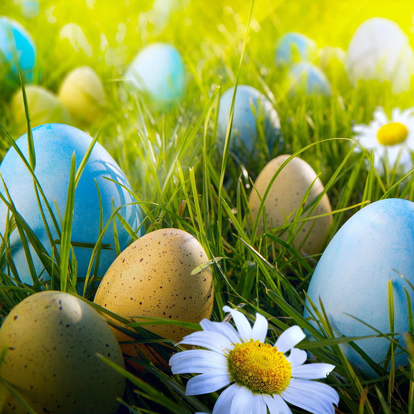 Egg Hunt . Easter Egg HD phone wallpaper