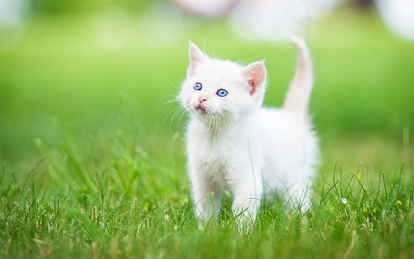 İran (Yavru Kedi, Çimen, Beyaz) Kedisi HD duvar kağıdı