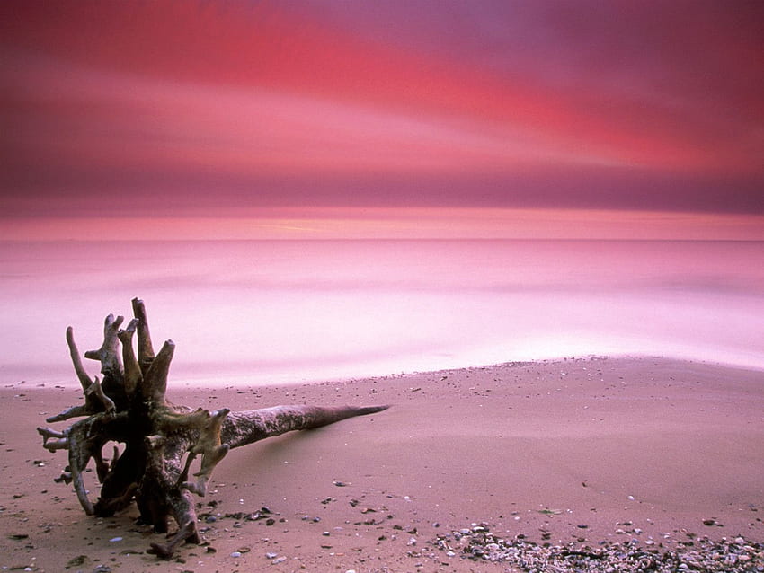 Plage de sable rose Bahamas []. . Rose, ordinateur portable de plage rose Fond d'écran HD
