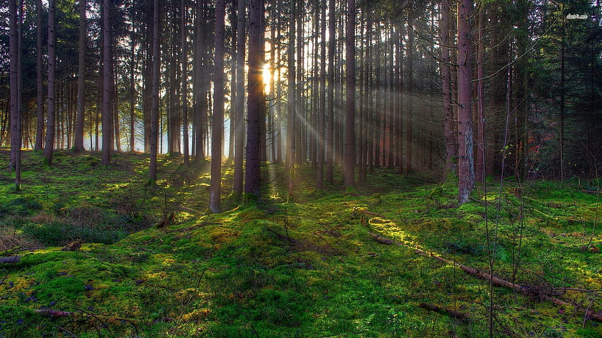 Light piercingse forest - Nature, Dense Forest HD wallpaper | Pxfuel