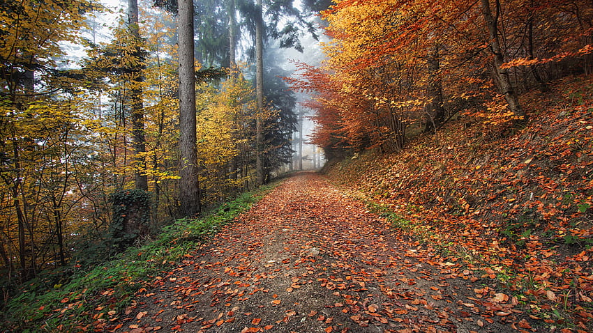 Natura, Jesień, Ścieżka, Liście Tapeta HD