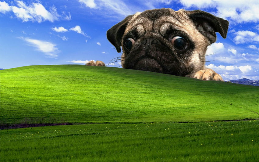 Fawn pug and Microsoft Windows field , Windows XP, dog . Funny , Pugs, Windows , Field Computer HD wallpaper