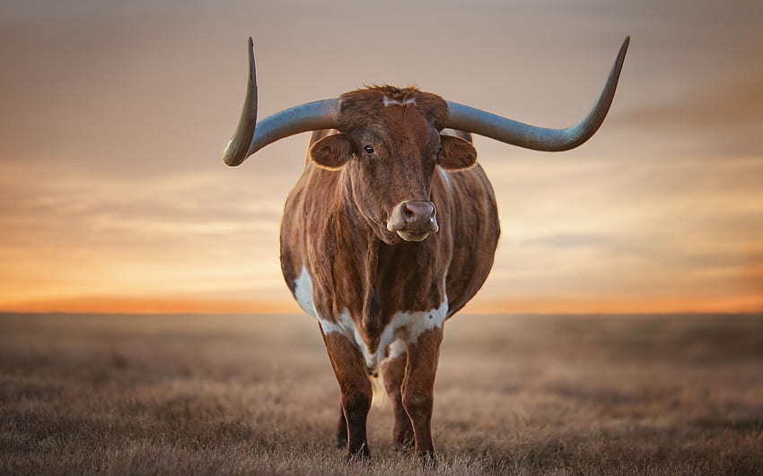 Texas Longhorn & Background HD wallpaper