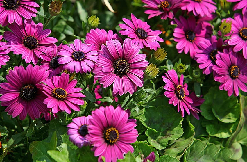 Blumen, Hell, Blumenbeet, Blumenbeet, Sonnig, Dimorphoteka, Dimorphotetics HD-Hintergrundbild