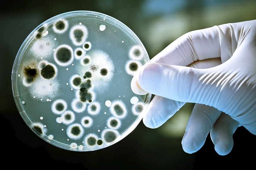 Bacteria, Germs HD wallpaper