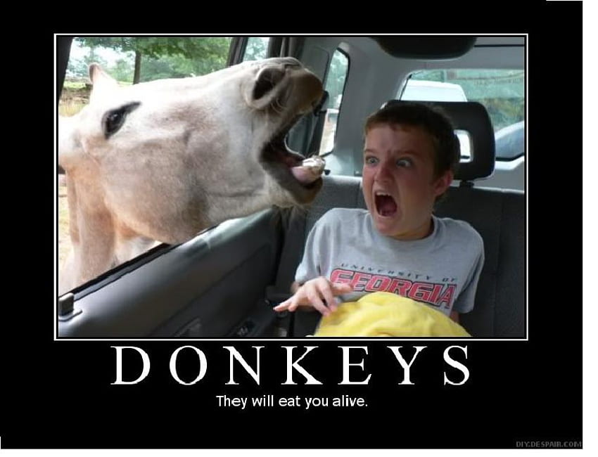 evil donkey, eat, alive, evil, donkeys, donkey HD wallpaper