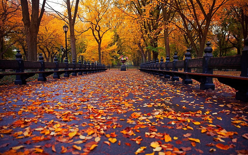New York, autumn park, walk road, bench, yellow, New York Fall HD wallpaper