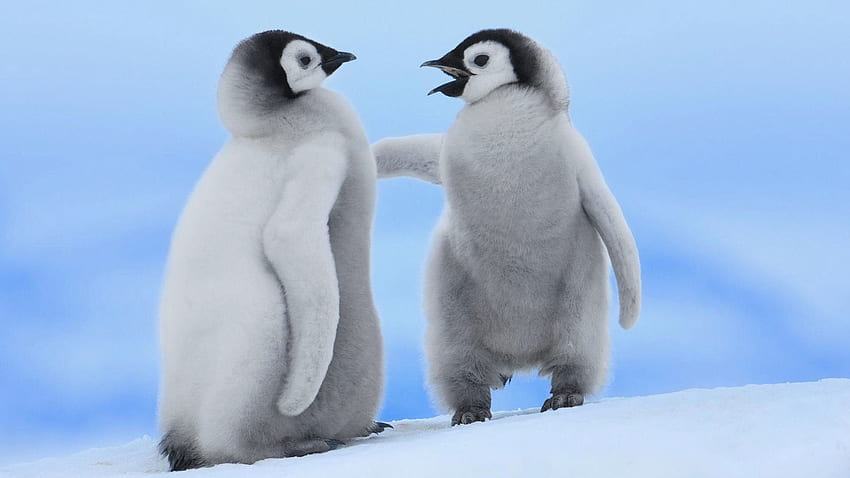 madagascar baby penguins Google Search Penguins 1280×800 HD wallpaper