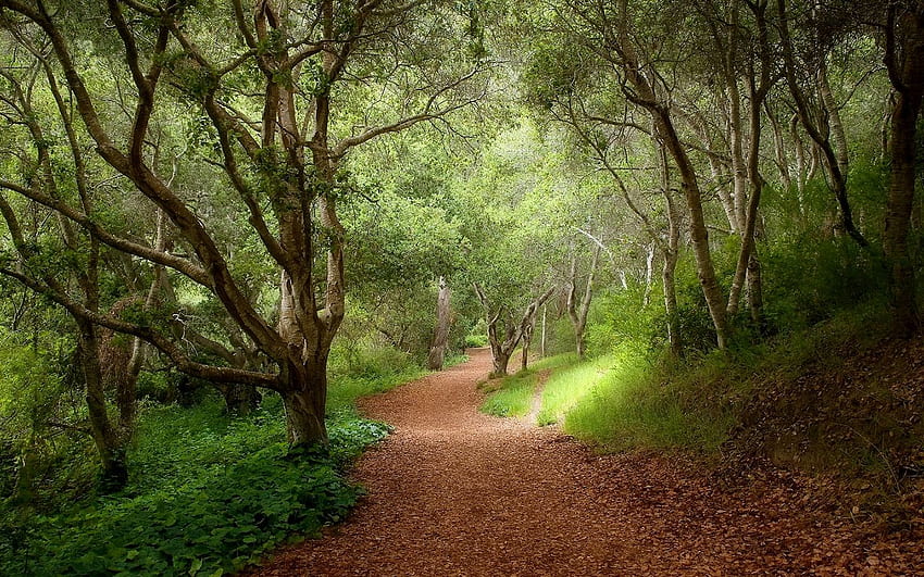 : footpath in Forest, , trees, Forest HD wallpaper