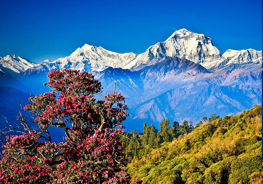 Непал, Хималаи, планина, природа, пейзаж, хълм, дървета / и мобилен фон, природа на Непал HD тапет