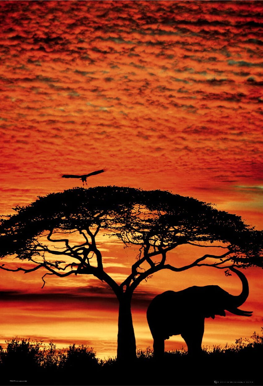 아프리카 선셋, 코끼리 선셋 HD 전화 배경 화면
