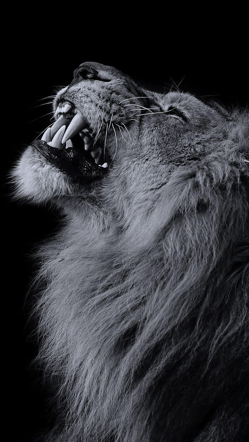 Lion Aesthetic, Sad Lion HD phone wallpaper