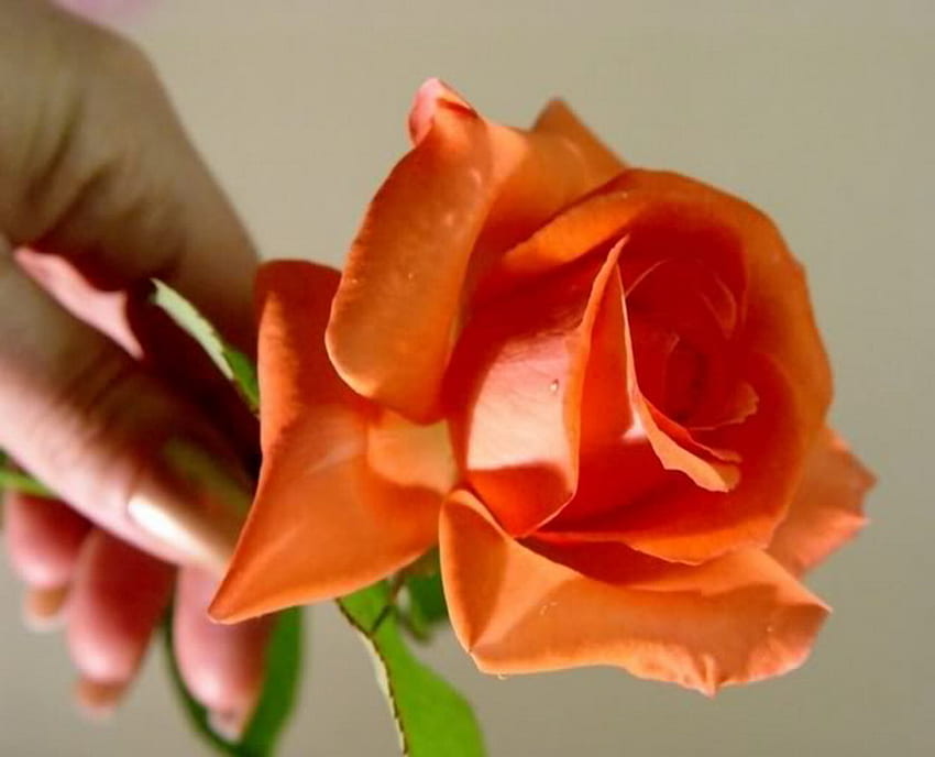 orange rose, rose, single, orange, lovely, hand HD wallpaper