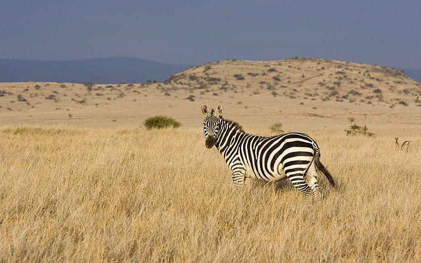 Animals, Grass, Zebra, Striped, Valley, Steppe, Climb HD wallpaper