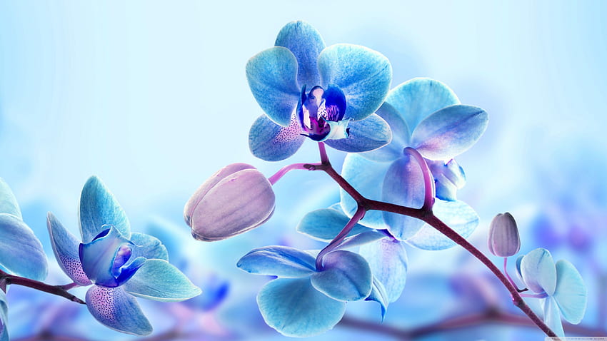 Blue Orchid Flowers ❤ for Ultra HD wallpaper