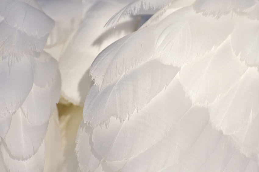 白い羽、白鳥、クローズアップ 高画質の壁紙