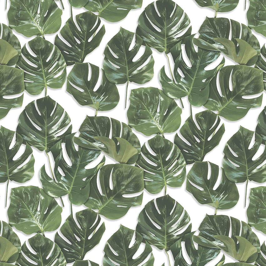 Monstera Leaf Computer Background (Page 1) HD phone wallpaper