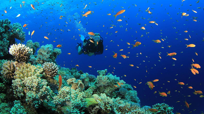Scuba Diving [] for your , Mobile & Tablet. Explore Deep Sea Diving . Deep Sea Diving , Deep Sea , Deep Sea, Deep Sea Diver HD wallpaper