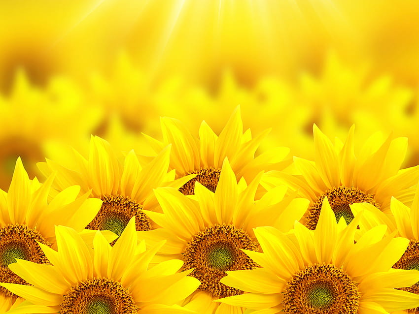 Pure Red Sunflowers - Suraj Mukhi Flower Background - -, Red and Yellow Sunflower HD wallpaper