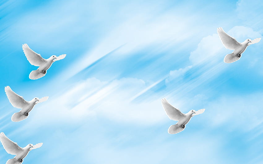 Dove Background. Peaceful Dove , Dove and Dove Background, Funeral Clouds HD wallpaper
