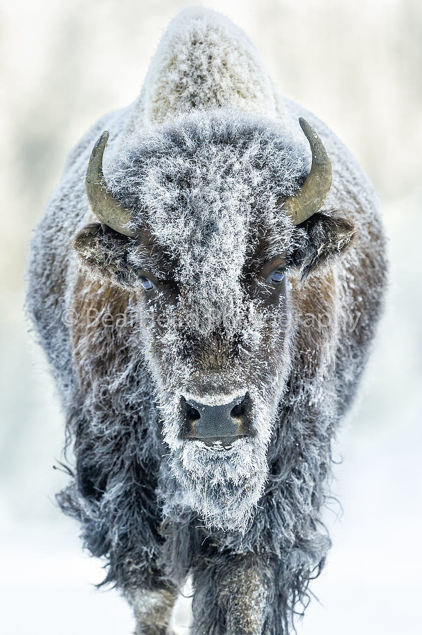 Bison Muskox, Winter Bison HD phone wallpaper
