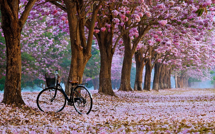 Spring Blossoms, black, bicycle, blooms, spring, park HD wallpaper