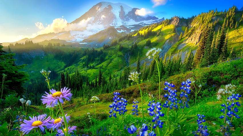 Mount Rainier, viel Grün, Gras, Grasland, Berg, Hügel, Hang, schön, Wildblumen, Nationalpark, Frische, Himmel HD-Hintergrundbild