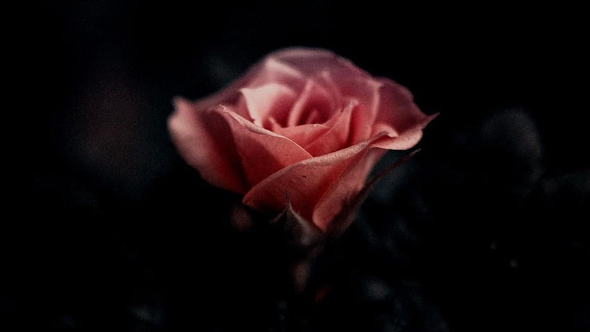 Mawar Merah Muda Tunggal 42321 Wallpaper HD