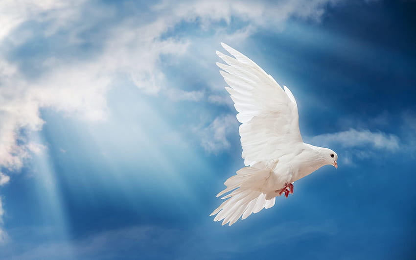 of doves: 날아다니는 비둘기, 하얀 비둘기 HD 월페이퍼