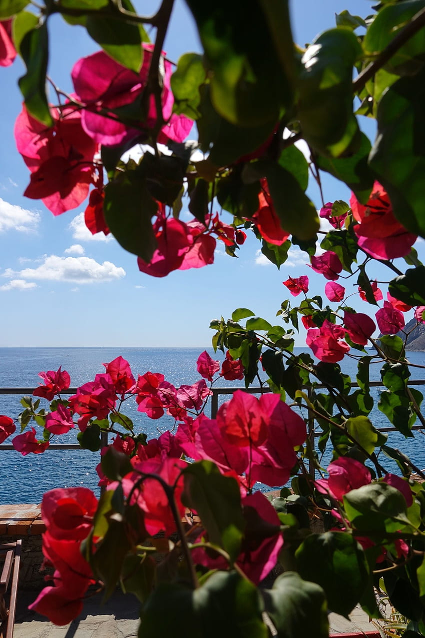 Letnia czerwona bugenwilla. Piękne kwiaty, Kwiaty, Bougainvellia Tapeta na telefon HD