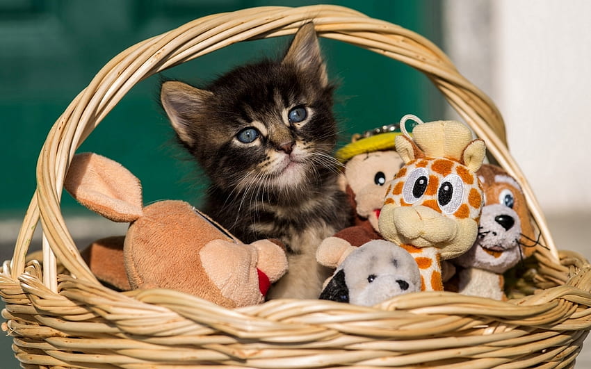 Toys, kitten, sweet, animal, toy, cute, cat, pisica, basket, funny HD wallpaper