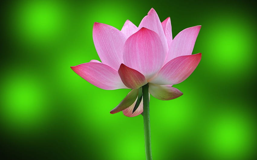 3D-Lotus, Buddha-Lotusblume HD-Hintergrundbild