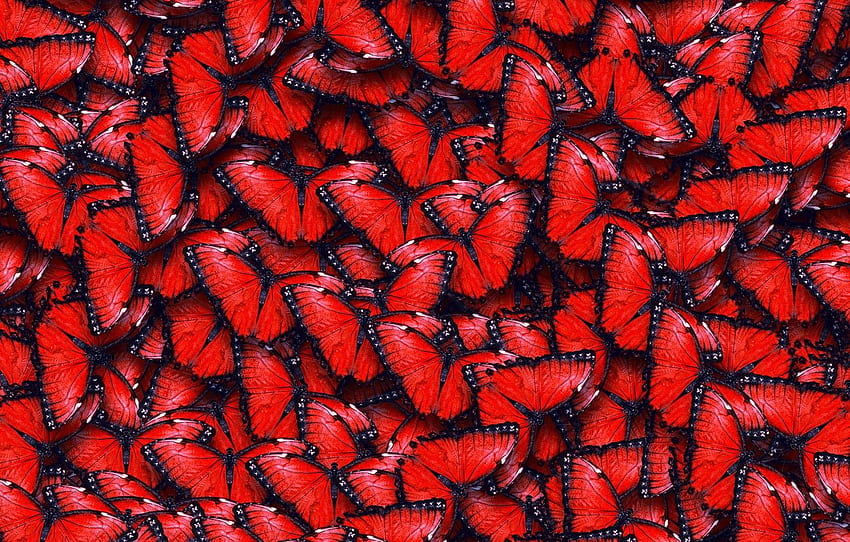 fondo de mariposa negra y roja