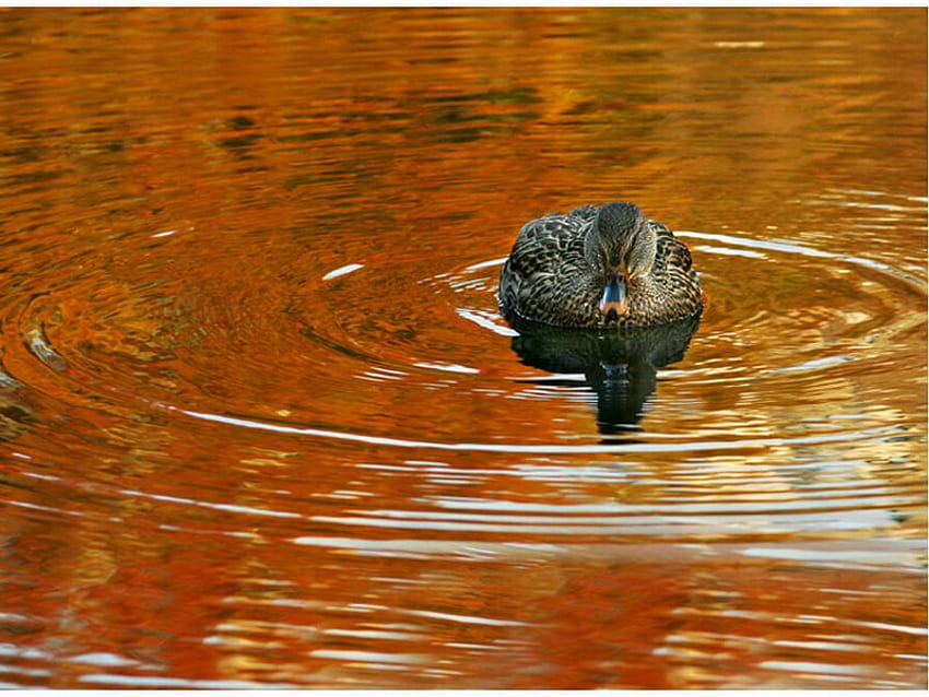 Duck in Water, brown, duck, , cool, in water HD wallpaper