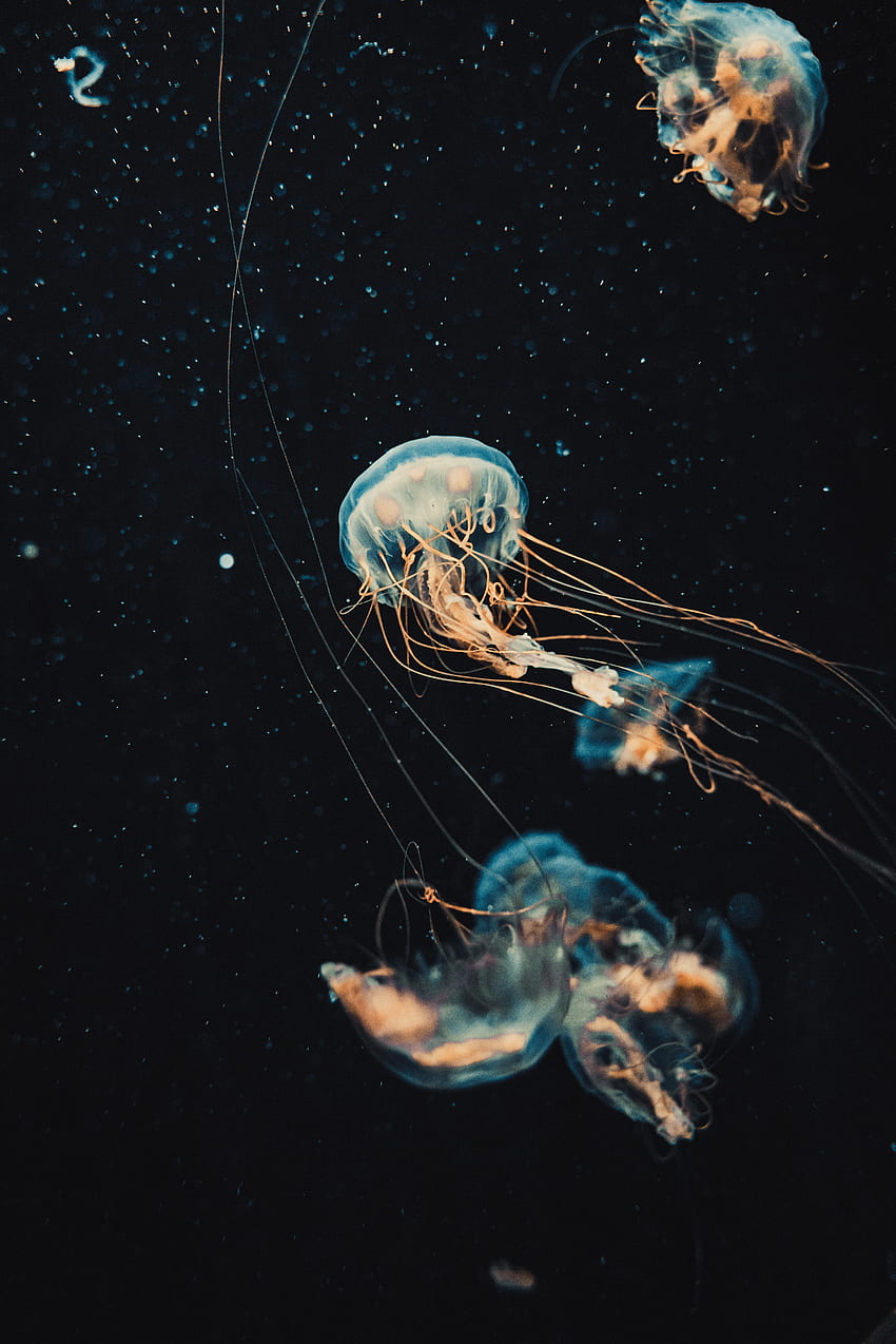 Agua, Medusas, Oscuro, Hermoso, Tentáculos fondo de pantalla del teléfono