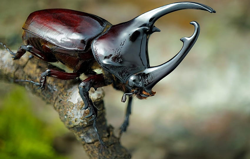 Beetle Insect HD wallpaper