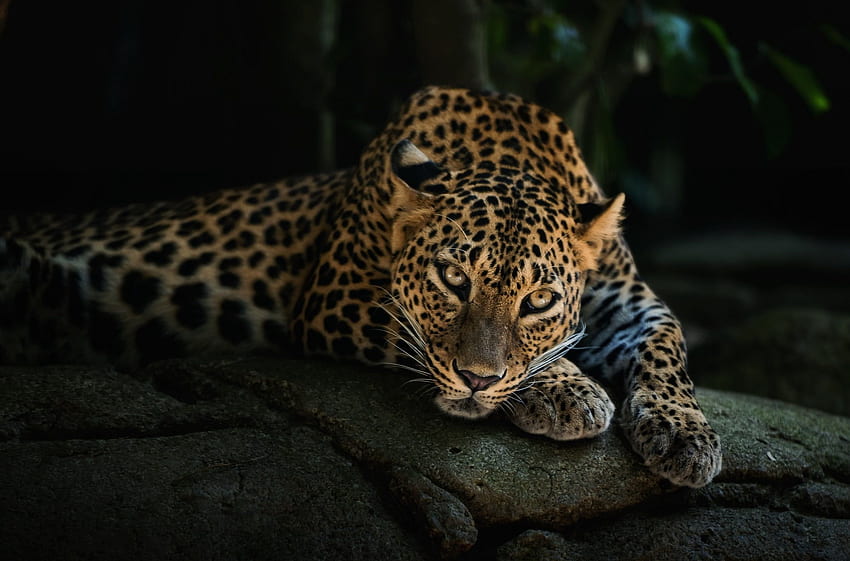 Leopardo marrón y negro, animales, leopardo. fondo de pantalla