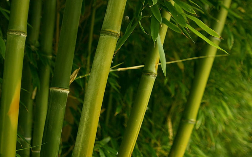 Nature, Leaves, Bamboo, Stems HD wallpaper