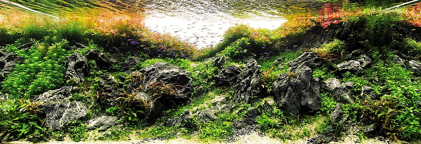Aquascaping Styles: Nature Aquarium, Iwagumi, Dutch Aquarium - Aquascaping Love, Aquascape HD wallpaper