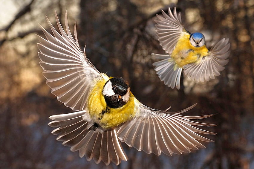 Uccelli in volo, volando, bellissimi, uccelli Sfondo HD
