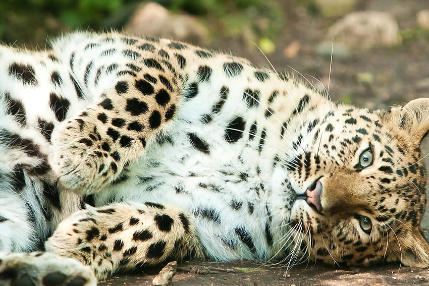 Macan tutul yang luar biasa, macan tutul, kehidupan liar, kucing besar, kebun binatang Wallpaper HD