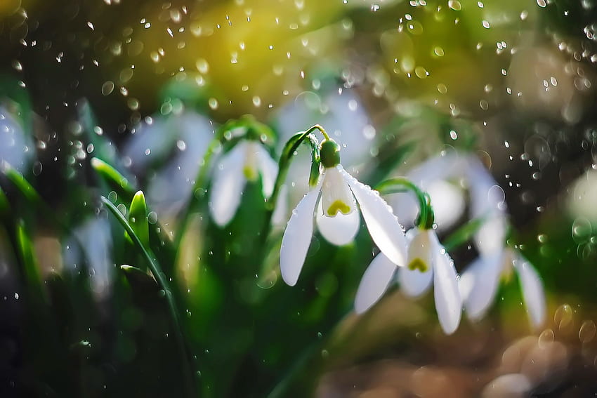 Keindahan musim semi, basah, pagi, tetesan salju, tetes, indah, musim semi Wallpaper HD