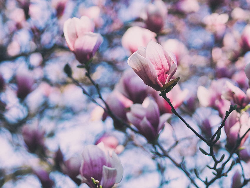 flores, rosa, ramas, flor, floración, magnolia fondo de pantalla