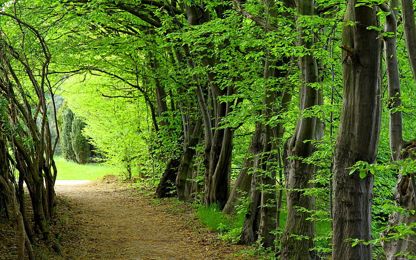 Wald PC Wald [] für Ihr , Handy & Tablet. Waldland erkunden. Waldszene, Waldkindergarten, Waldrand HD-Hintergrundbild