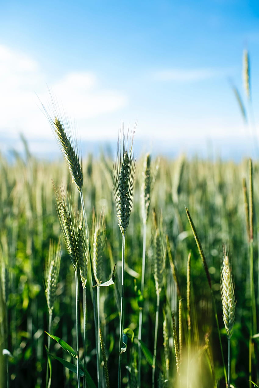 Природа, трева, жито, поле, класове, шипове HD тапет за телефон
