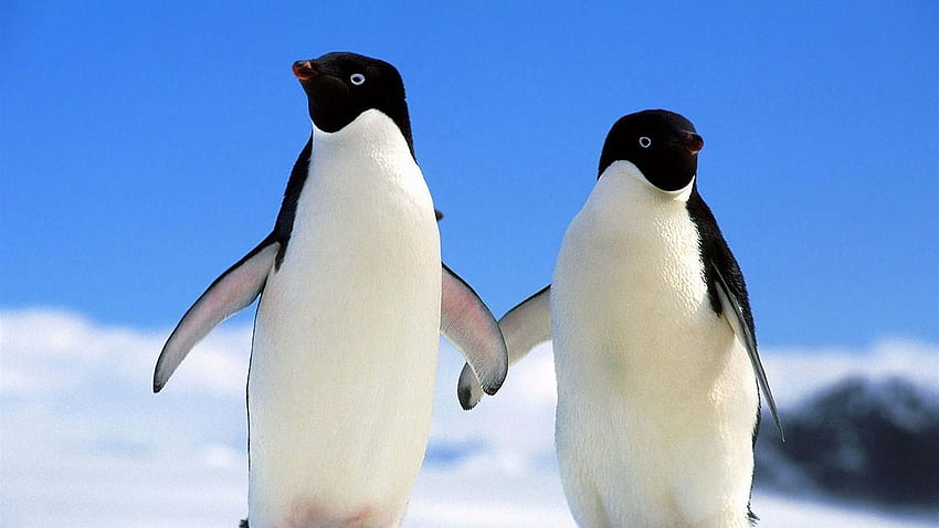 สัตว์ฤดูหนาวสำหรับ iPhone นกเพนกวิน สัตว์, นกเพนกวิน, สัตว์ฤดูหนาวนกเพนกวินน่ารัก วอลล์เปเปอร์ HD