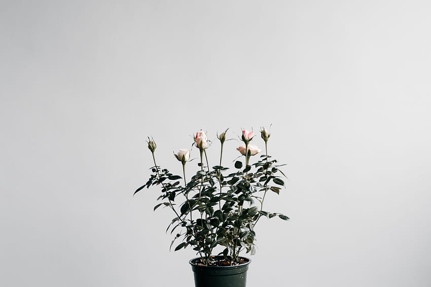 Róże, minimalizm, roślina doniczkowa, roślina doniczkowa, doniczka Tapeta HD
