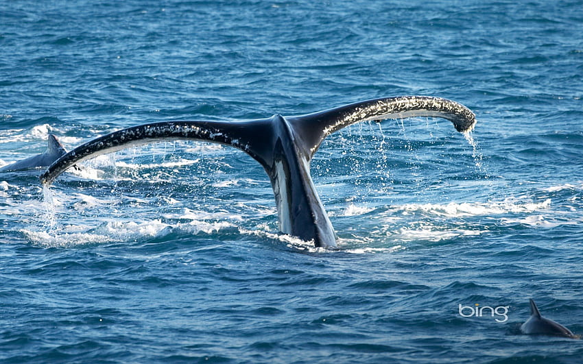 Tail of Humpback Whale Queensland Australia, Tail, Humpback, Australia, of, Whale, Queensland HD wallpaper